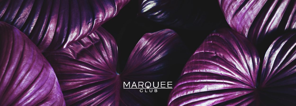 福岡の高級キャバクラランキング第10位：CLUB MARQUEE